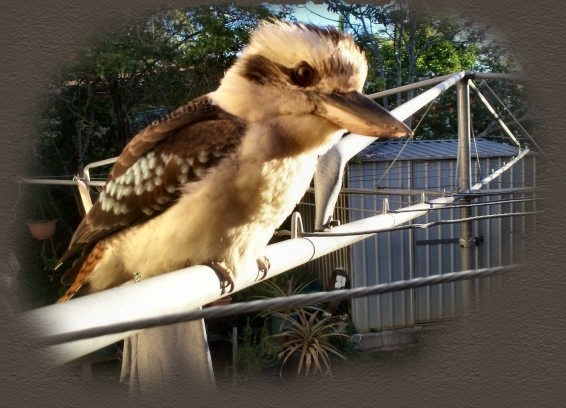 kookaburra